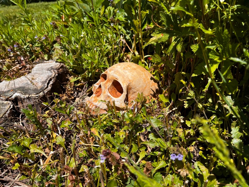 Garden Skull Creepy Garden Decor Garden Gifts Halloween Garden Decor