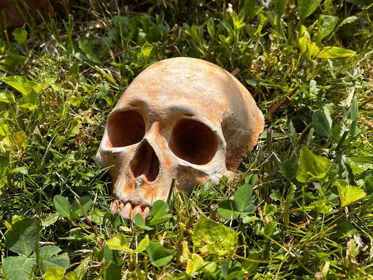Garden Skull Creepy Garden Decor Garden Gifts Halloween Garden Decor